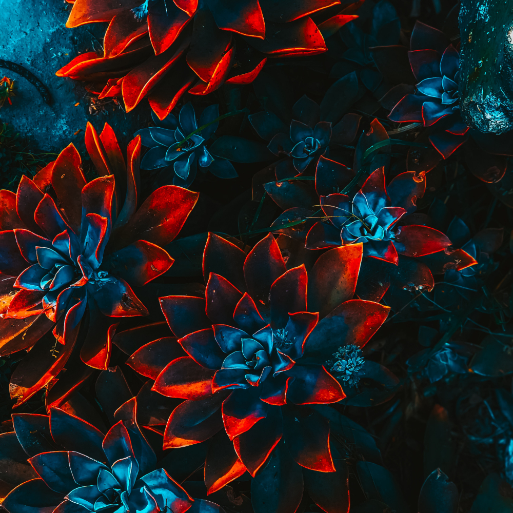 Freelance Artist Floral 4